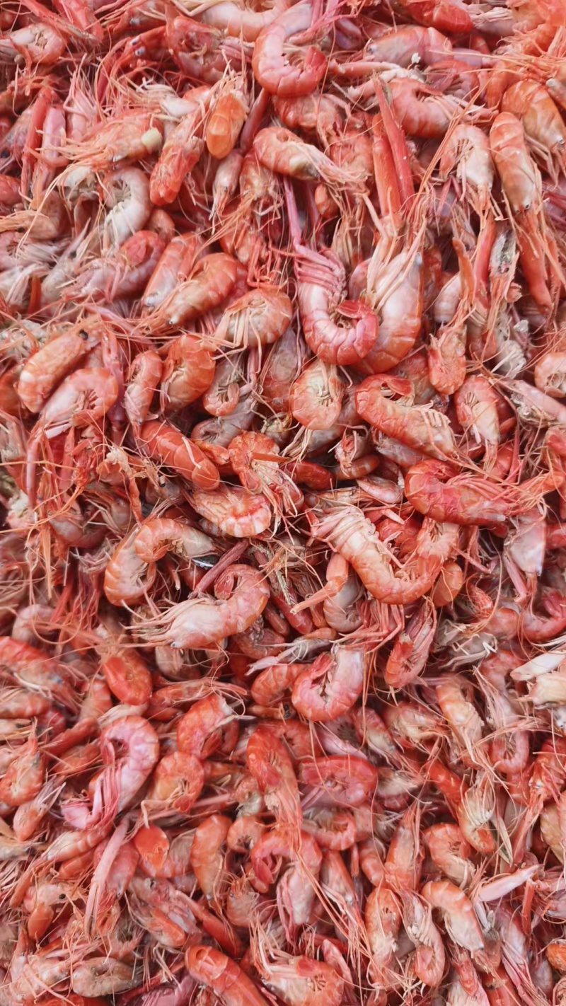 渤海湾爪虾产地直发鹰爪虾狗虾鲁北海产批发市场