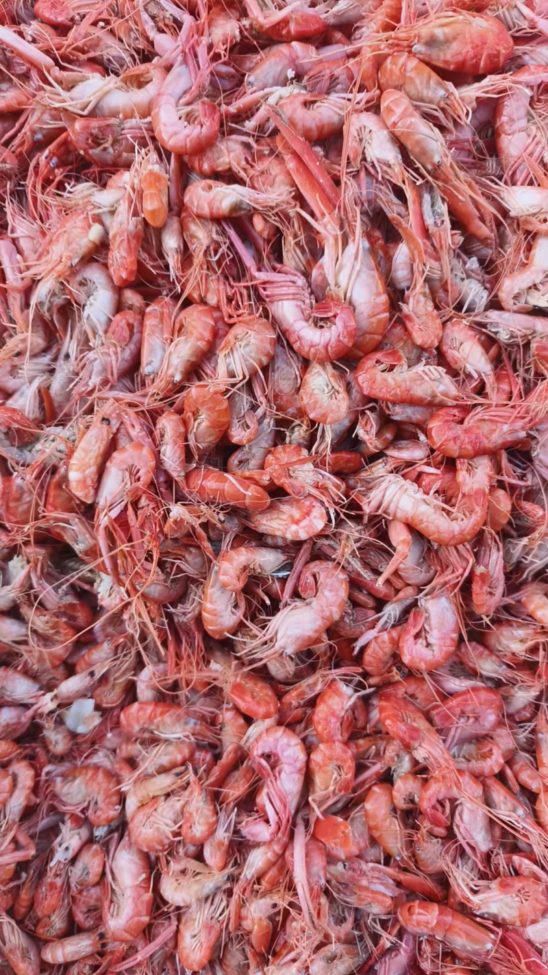 渤海湾爪虾产地直发鹰爪虾狗虾鲁北海产批发市场