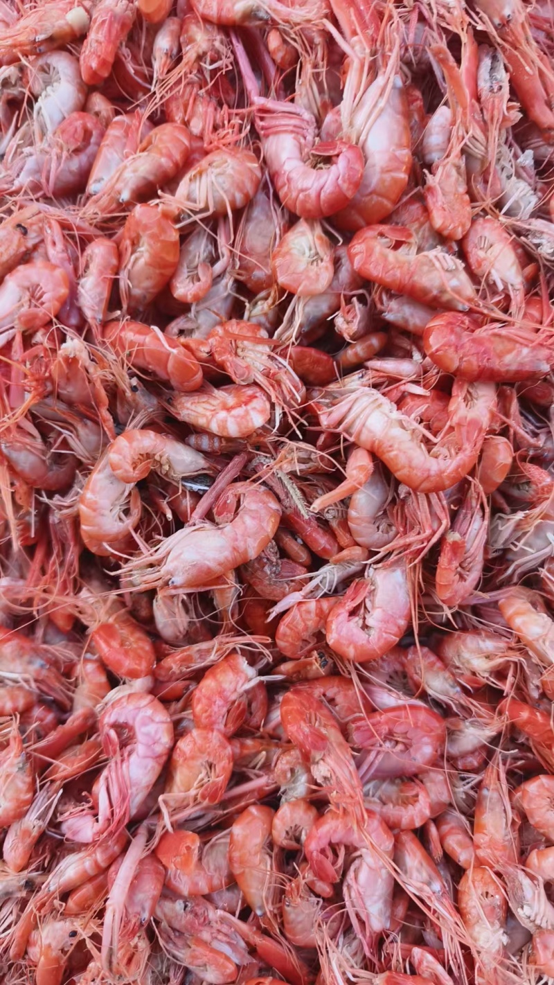渤海湾爪虾产地直发鹰爪虾狗虾鲁北海产批发市场