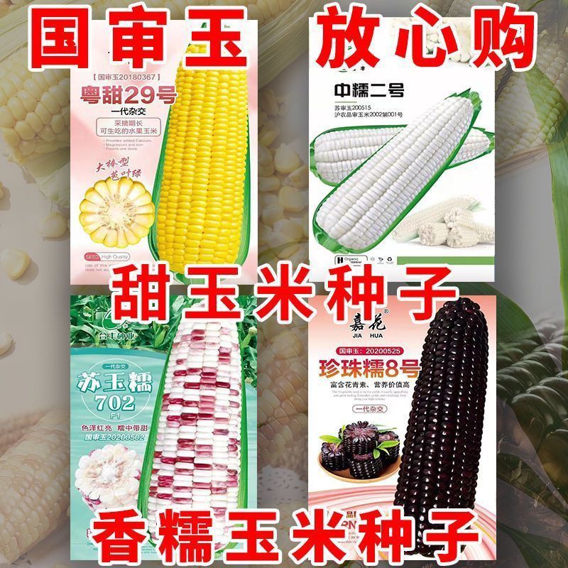 水果玉米爆甜玉米四种玉米组合彩色玉米非转基因。