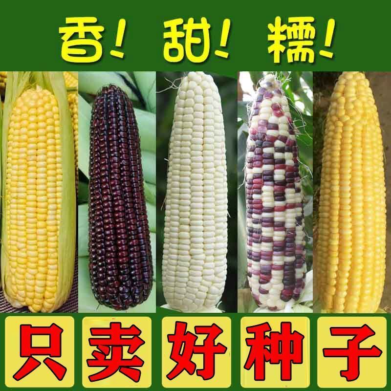 水果玉米爆甜玉米四种玉米组合彩色玉米非转基因。