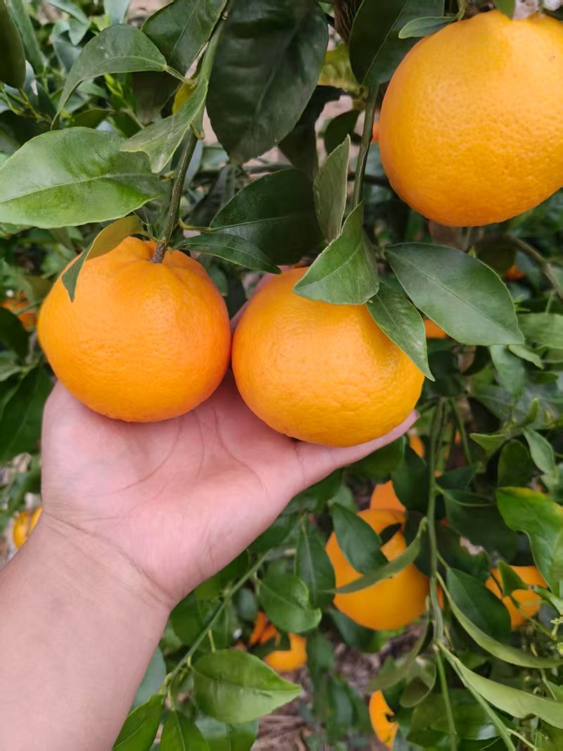 沃柑