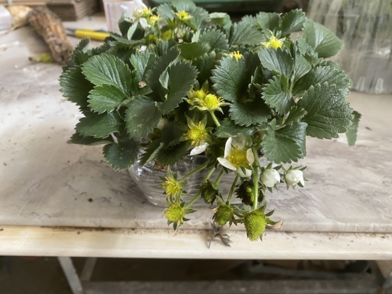 奶油盆栽草莓，品种有，奶油，香野，红颜，黑珍惜