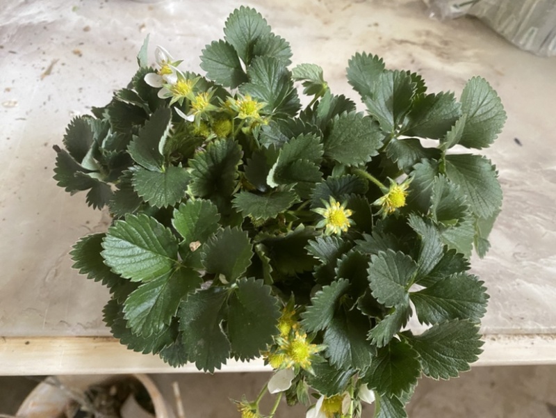 奶油盆栽草莓，品种有，奶油，香野，红颜，黑珍惜