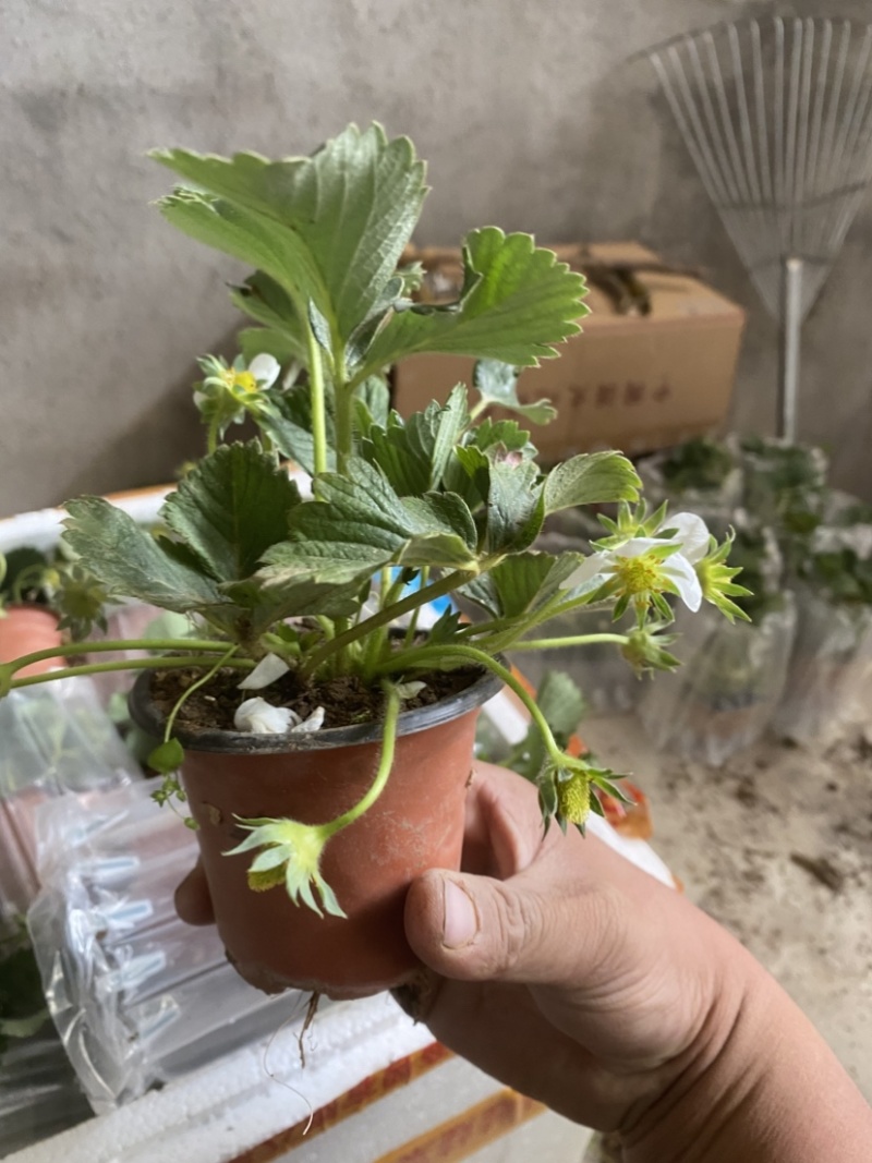 奶油盆栽草莓，品种有，奶油，香野，红颜，黑珍惜