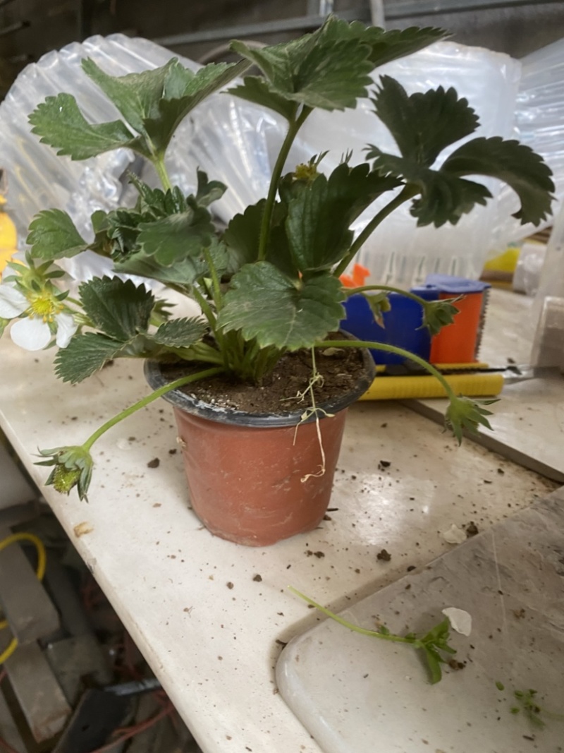 奶油盆栽草莓，品种有，奶油，香野，红颜，黑珍惜