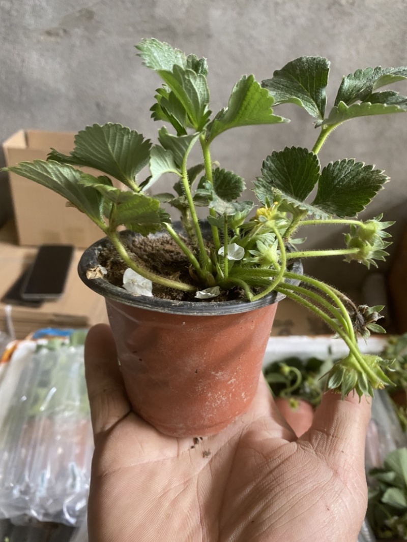 奶油盆栽草莓，品种有，奶油，香野，红颜，黑珍惜