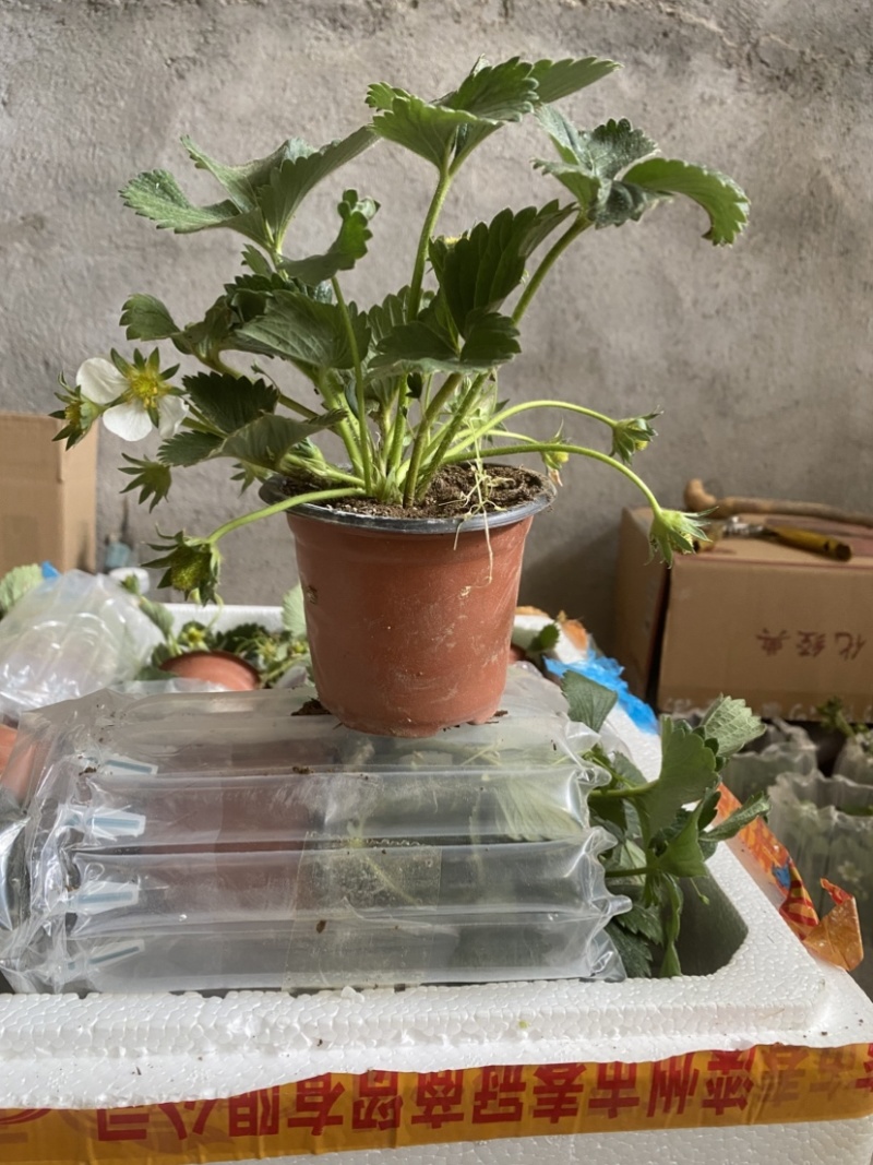 奶油盆栽草莓，品种有，奶油，香野，红颜，黑珍惜