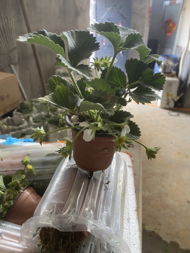 奶油盆栽草莓，品种有，奶油，香野，红颜，黑珍惜