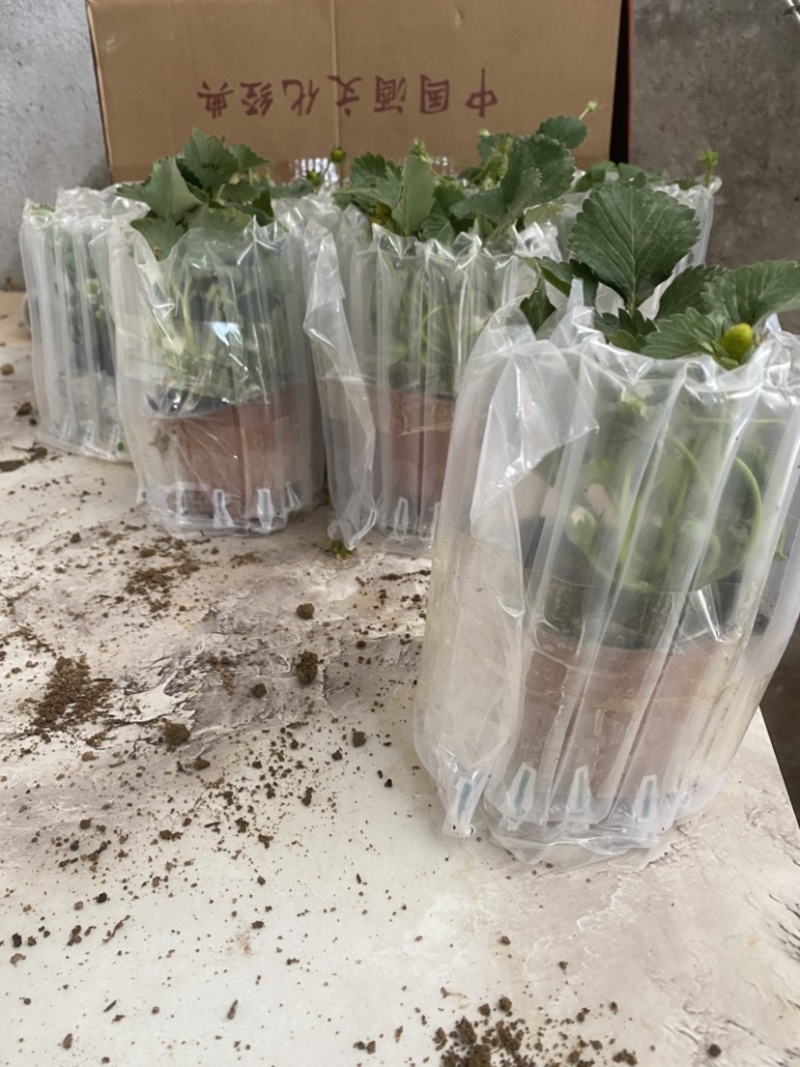 奶油盆栽草莓，品种有，奶油，香野，红颜，黑珍惜