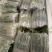奶油盆栽草莓，品种有，奶油，香野，红颜，黑珍惜