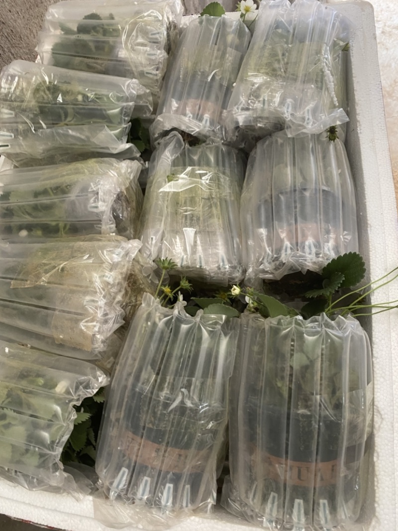 奶油盆栽草莓，品种有，奶油，香野，红颜，黑珍惜