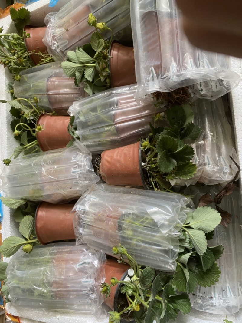 奶油盆栽草莓，品种有，奶油，香野，红颜，黑珍惜