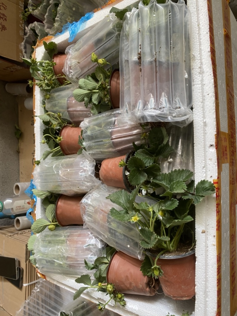 奶油盆栽草莓，品种有，奶油，香野，红颜，黑珍惜