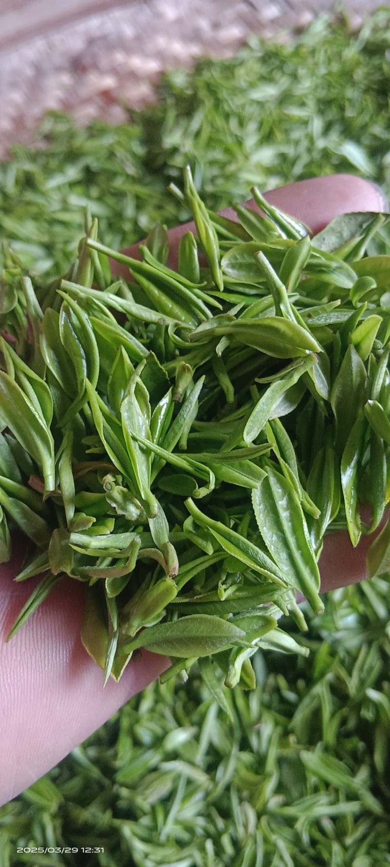 2025新茶