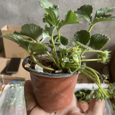 奶油盆栽草莓，品种有，奶油，香野，红颜，黑珍惜