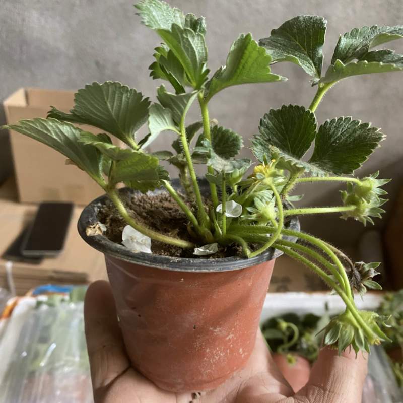 奶油盆栽草莓，品种有，奶油，香野，红颜，黑珍惜