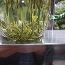 2025新茶