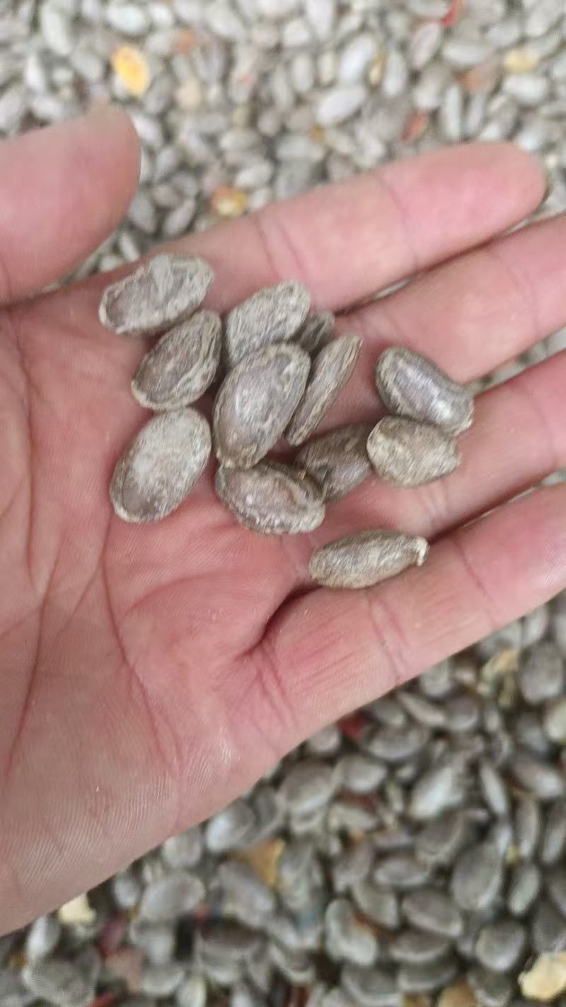 6号吊瓜正品