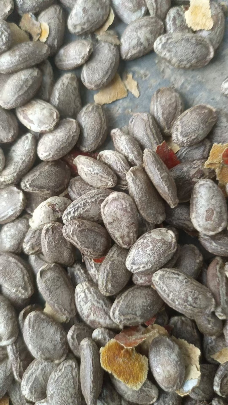 6号吊瓜正品