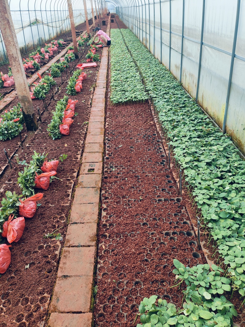 切花玫瑰花苗多头玫瑰花苗产地直发一手货源全国发货