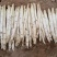 2025年春季白芦笋大量上市直供商超市场
