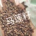 马莲种子四季播种绿化易种