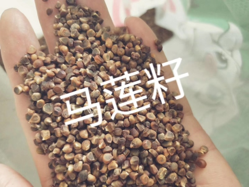 马莲种子四季播种绿化易种