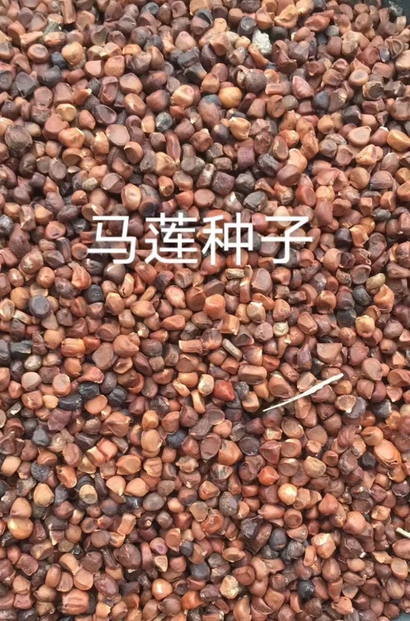 马莲种子四季播种绿化易种