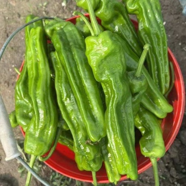 久保田999大果薄皮辣椒种籽高产早熟耐高温抗糊头长灯笼椒