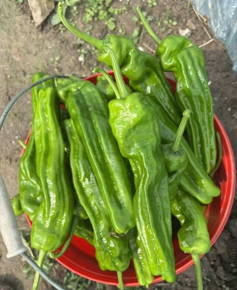 久保田999大果薄皮辣椒种籽高产早熟耐高温抗糊头长灯笼椒