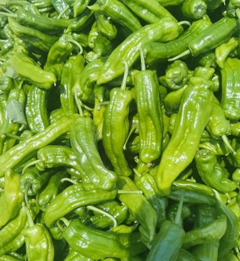 久保田999大果薄皮辣椒种籽高产早熟耐高温抗糊头长灯笼椒