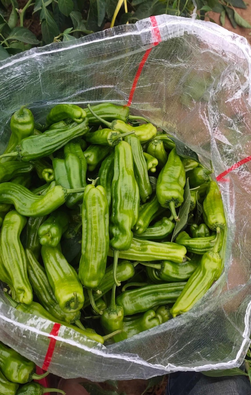 久保田999大果薄皮辣椒种籽高产早熟耐高温抗糊头长灯笼椒