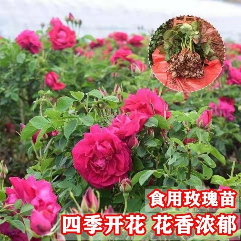 //食用玫瑰墨红，可食用，可做鲜花饼等等/