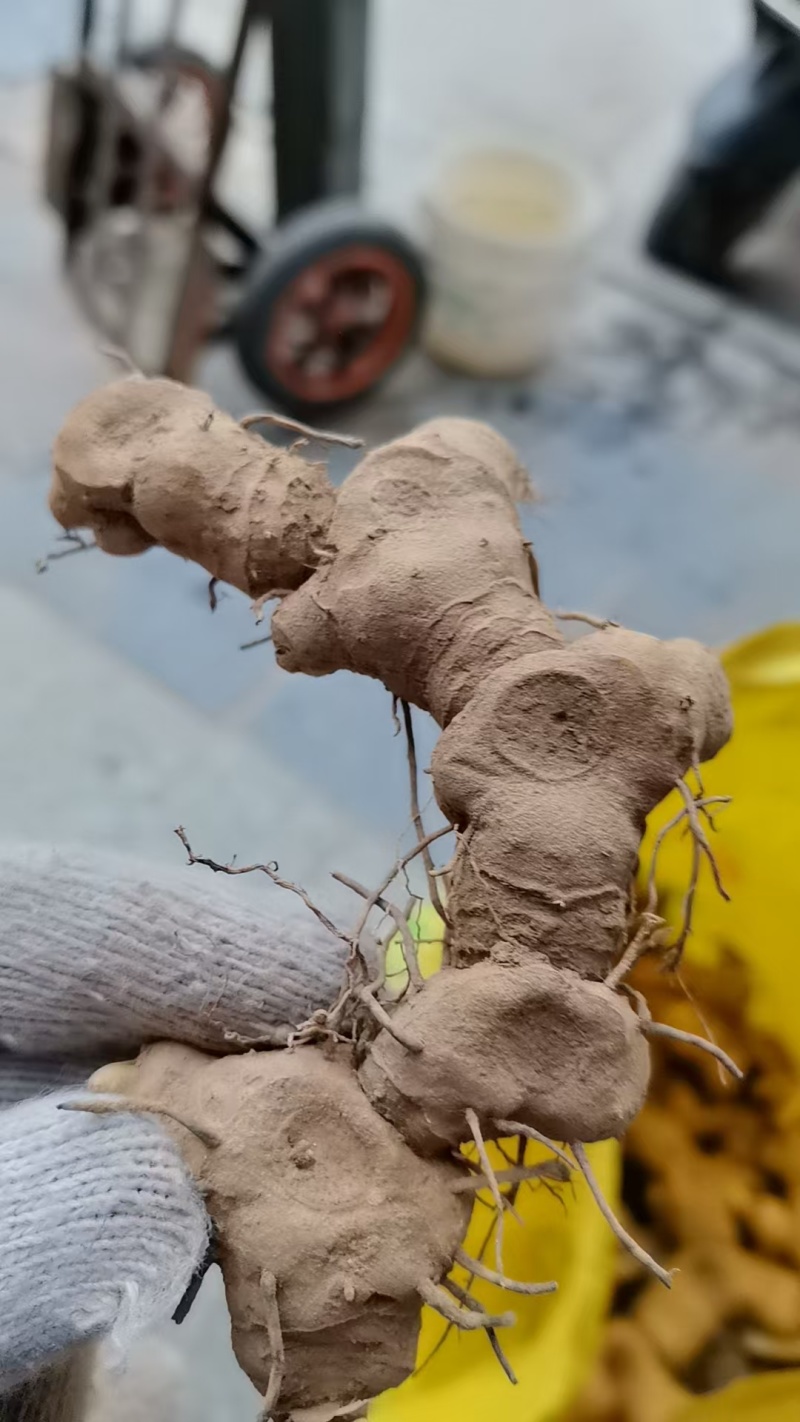 黄精/新鲜黄精/黄精干货/大量供应黄精可批发零售