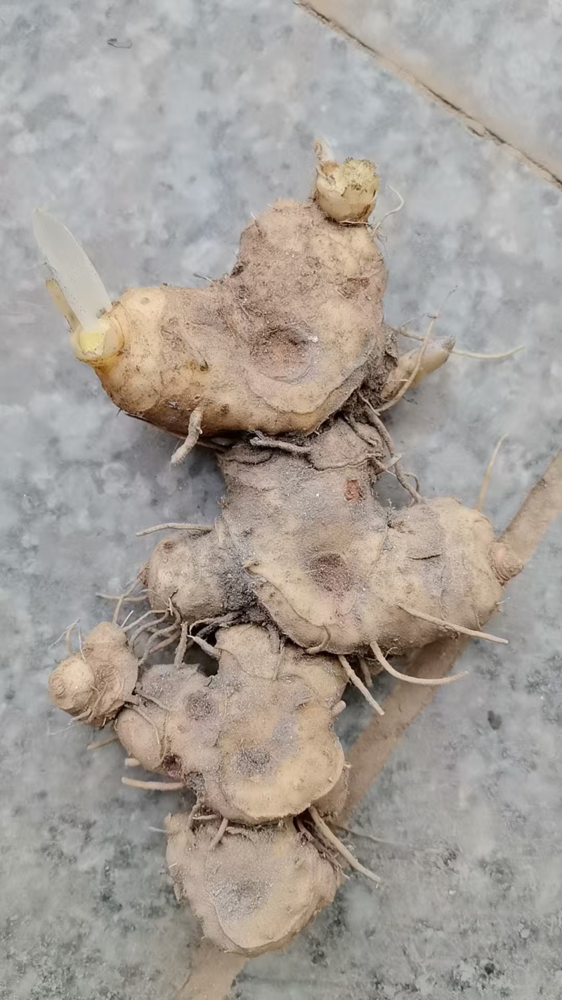 黄精/新鲜黄精/黄精干货/大量供应黄精可批发零售