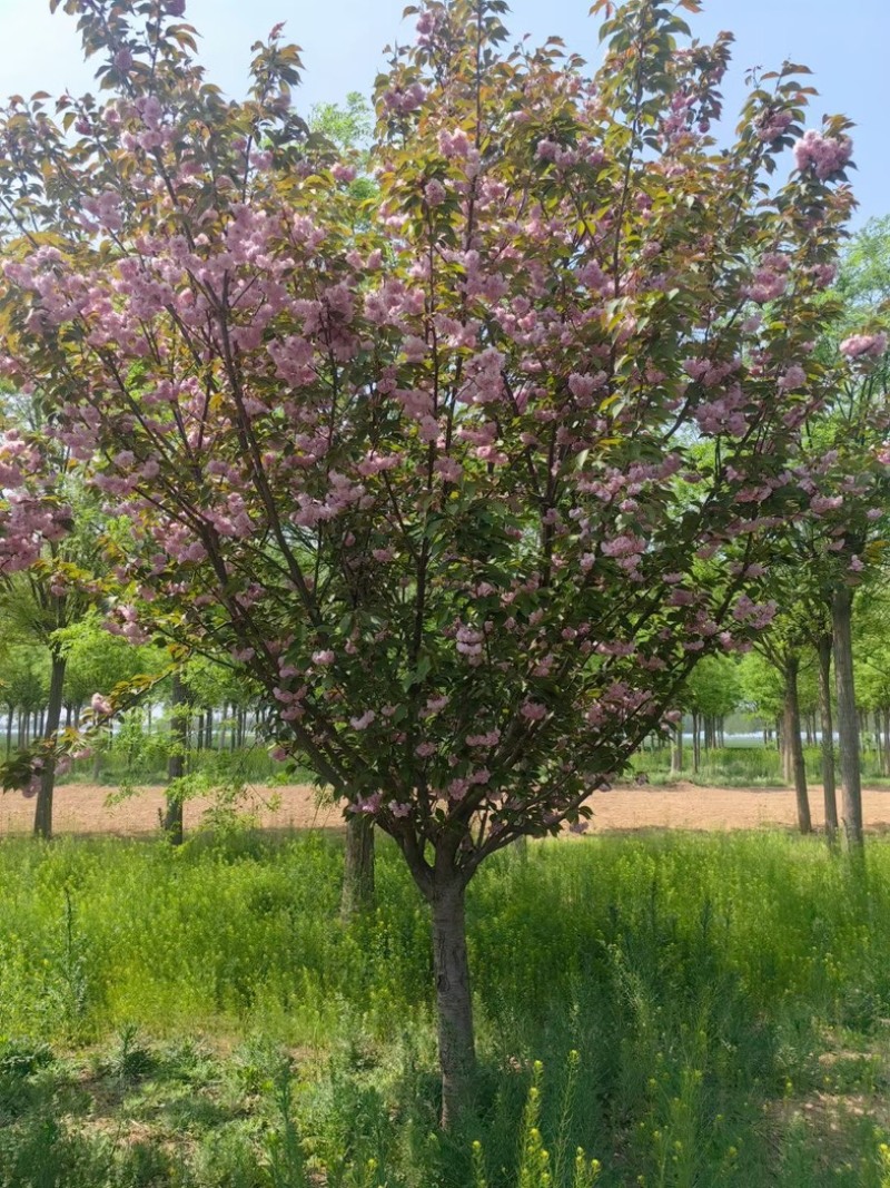 晚樱，关山樱，福建樱花，阳光樱，红粉佳人基地规格齐全