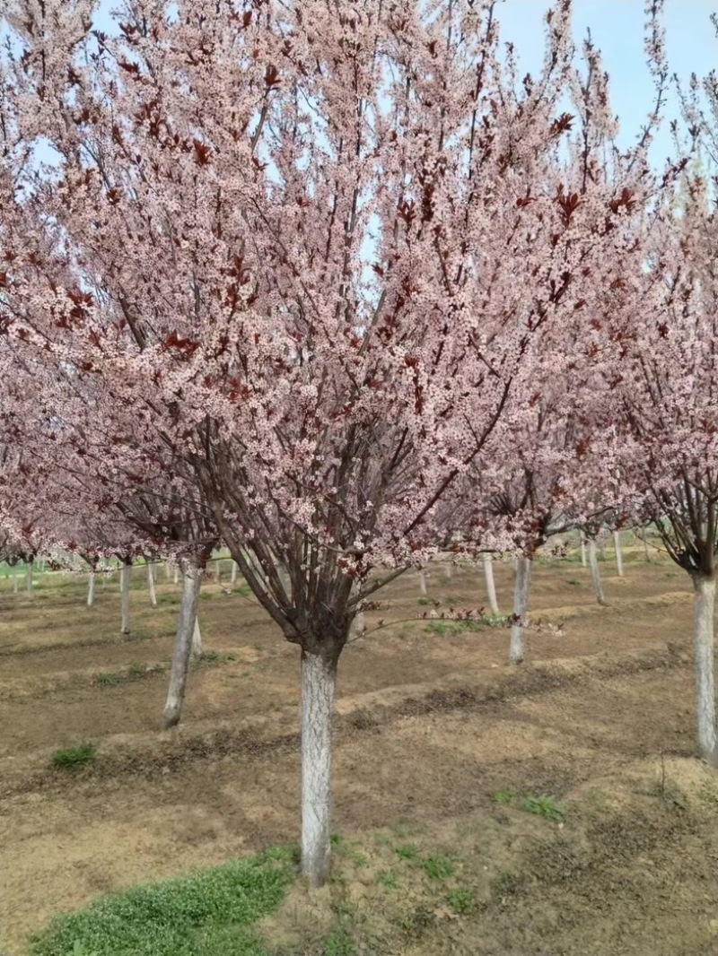 晚樱，关山樱，福建樱花，阳光樱，红粉佳人基地规格齐全