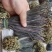云南丘北蕨菜干甄选优质原料纯手工制作自然晾晒可追溯