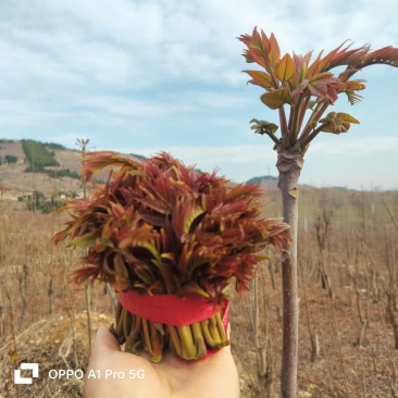 山东省新泰市头茬露天红油香椿芽产地大量批发