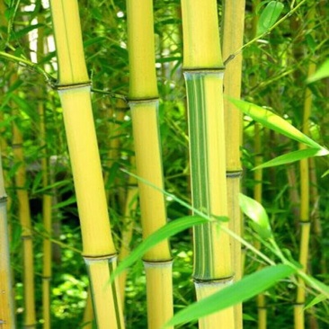 金镶玉竹苗竹子批发