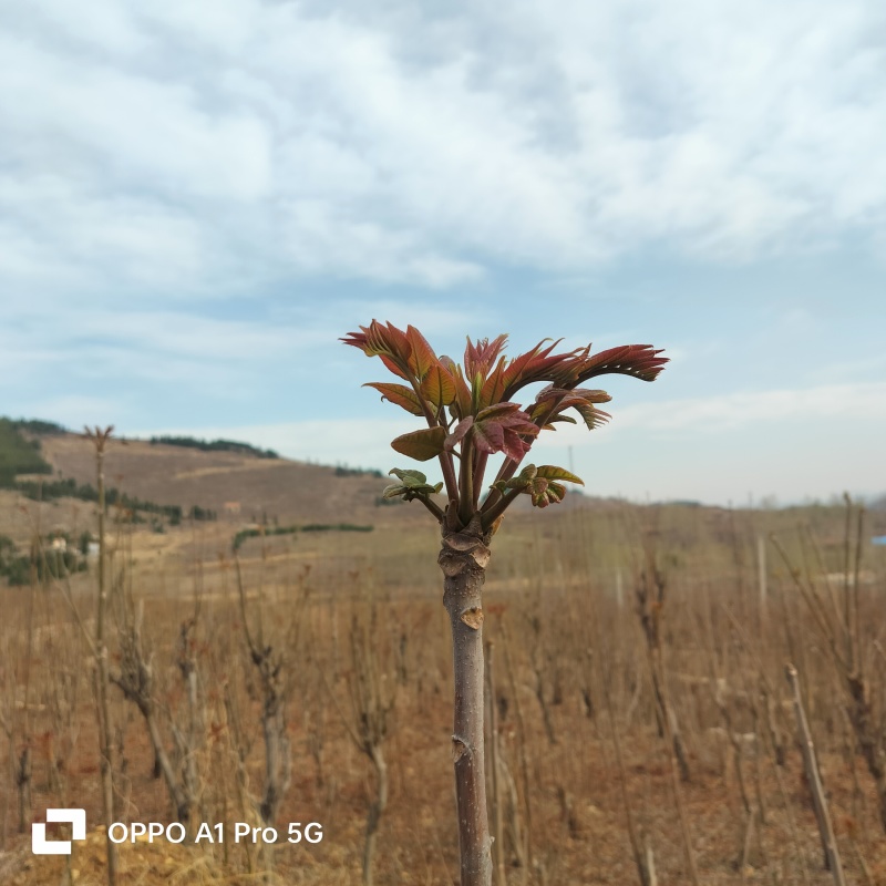 山东省新泰市头茬露天红油香椿芽产地大量批发