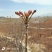 山东省新泰市头茬露天红油香椿芽产地大量批发