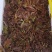 山东省新泰市头茬露天红油香椿芽产地大量批发