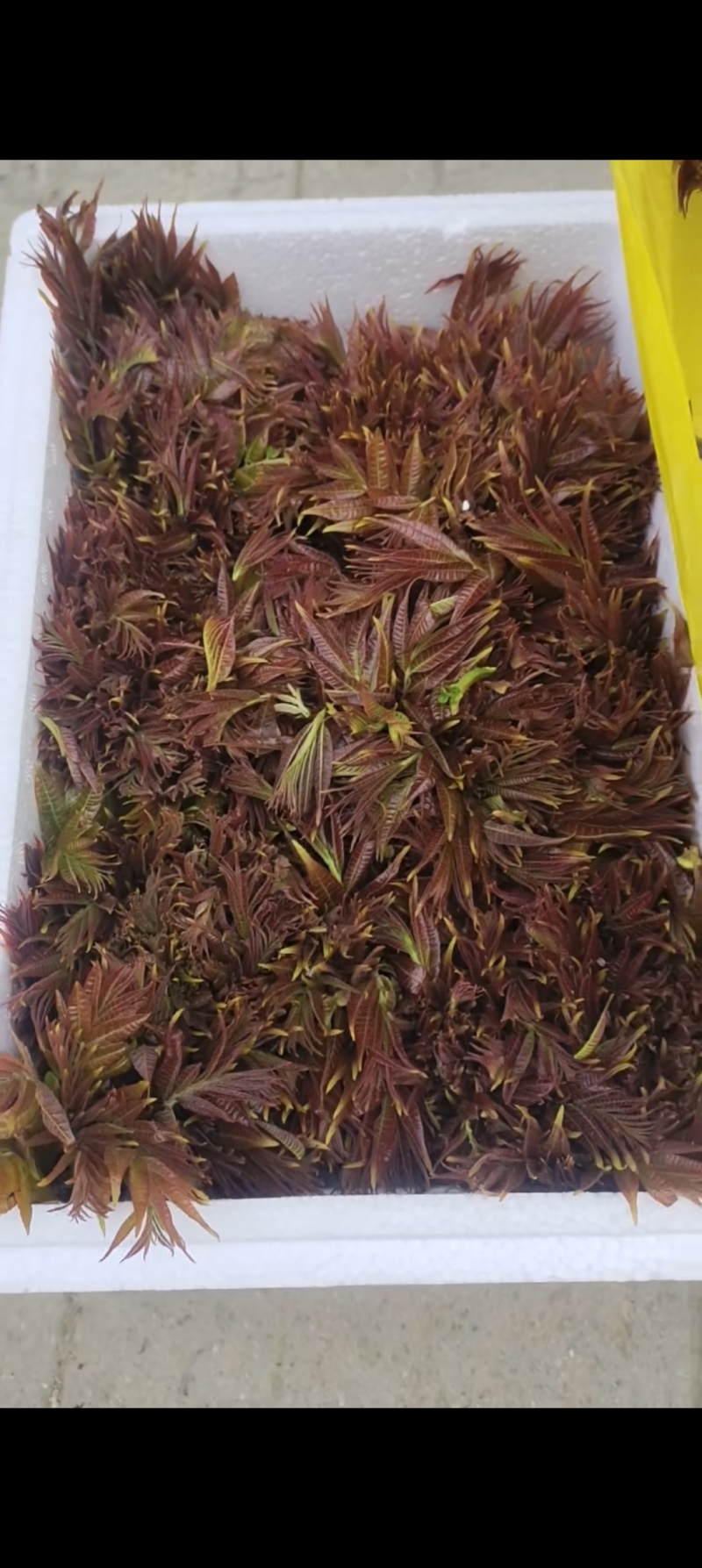 山东省新泰市头茬露天红油香椿芽产地大量批发