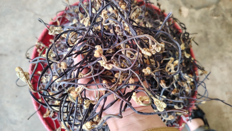 云南野生蕨菜干散菜，2025新上市，百家菜，量大从优