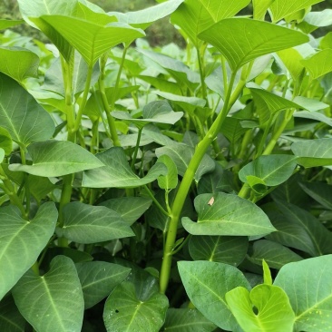 洪鑫经典三叉空心菜种子春夏秋三季播通心菜种籽高产盆栽