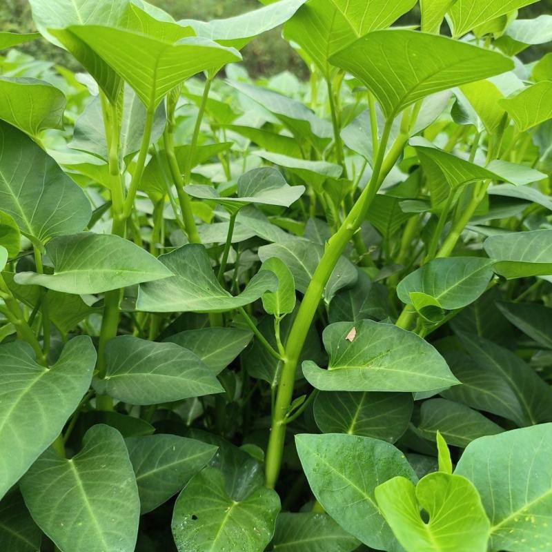 洪鑫经典三叉空心菜种子春夏秋三季播通心菜种籽高产盆栽