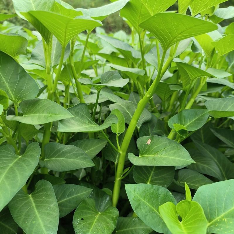 洪鑫经典三叉空心菜种子春夏秋三季播通心菜种籽高产盆栽