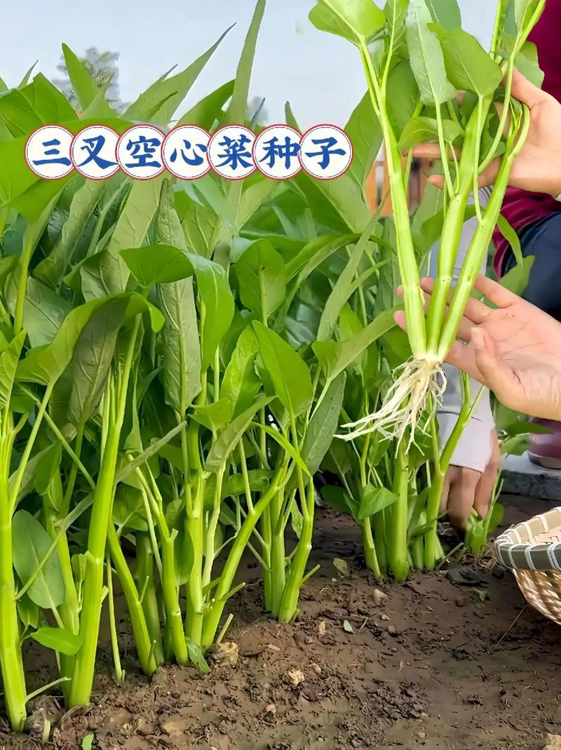 洪鑫经典三叉空心菜种子春夏秋三季播通心菜种籽高产盆栽